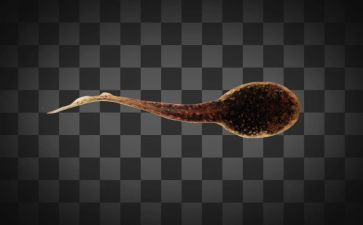 捞蝌蚪作文精选6篇