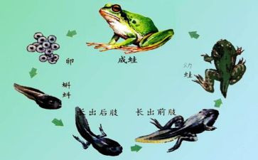 蝌蚪幼儿教案8篇