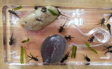 小蝌蚪的作文6篇