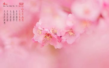 护士工作计划个人2024月计划最新6篇