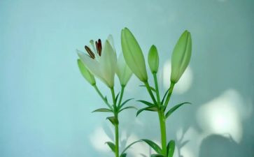 用百合写作文5篇