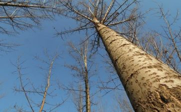 白杨教学反思5篇