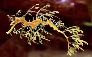 生物变异的教案7篇