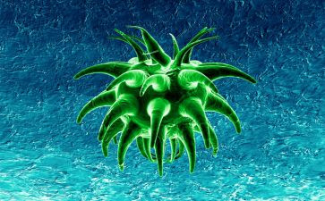 2024年生物教学计划最新7篇