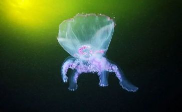 生物教师的述职报告5篇