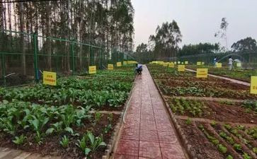 我做的菜作文600字7篇