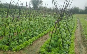 莫言的卖白菜读后感5篇