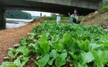 关于津菜的心得体会6篇