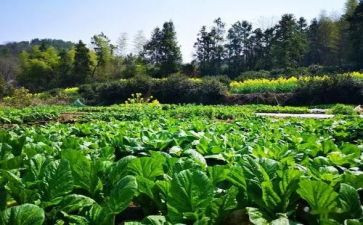 咬菜根读后感7篇