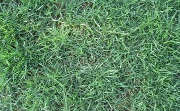 稻草记读后感5篇