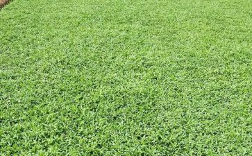 《草房子》读后感500字7篇