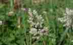 爱护花草演讲稿5篇