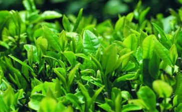 茶主题教案优质7篇