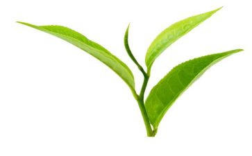 茶艺的心得体会8篇