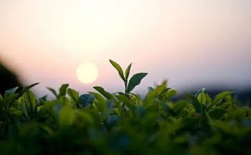 关于茶的即兴演讲稿6篇