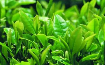茶主题活动方案5篇
