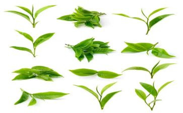 茶读后感推荐7篇