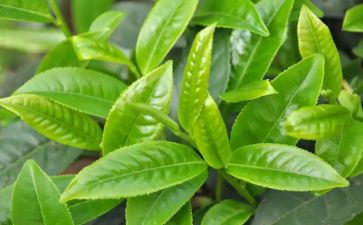 茶的文化作文通用7篇
