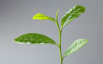 茶读后感优秀8篇
