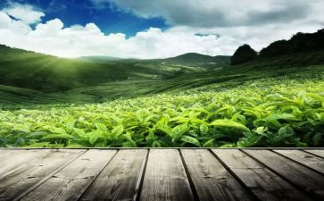 茶的文化作文6篇