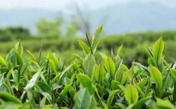 茶的心得体会1000字推荐6篇