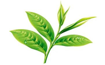 幼儿园茶主题活动总结模板6篇