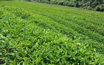 茶的心得体会1000字8篇