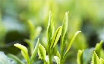 幼儿园关于茶的教案精选8篇