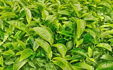 茶艺课培训后心得体会5篇