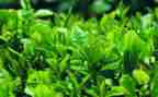 茶主题教案优质7篇