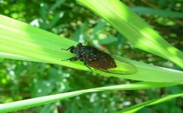 描写蝉的作文800字精选8篇