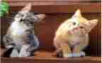 宠物猫作文300字参考6篇
