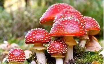 禁毒月工作计划优质7篇