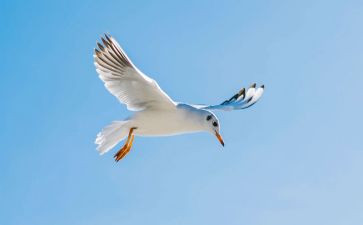 《飞翔》作文精选6篇