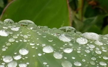 我心灵的甘露800作文7篇