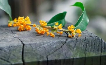 校园的桂花树作文优秀5篇