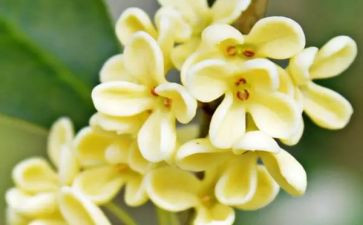 桂花秋读后感5篇