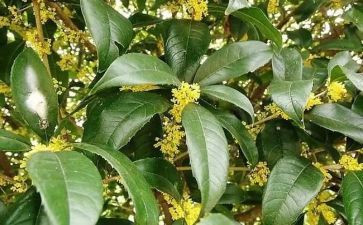 校园的桂花树作文5篇