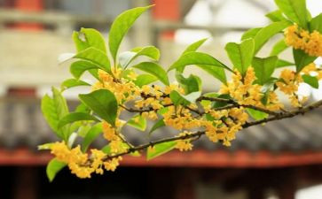 桂花开作文参考5篇