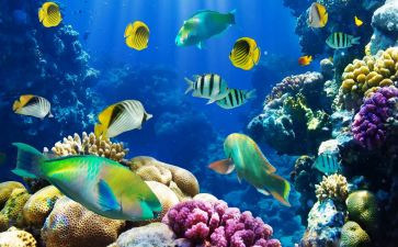 海底两万里读后感600字推荐7篇