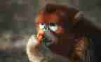 猴子幼儿园教案5篇