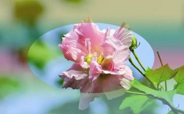 我在呢描写荷花的作文5篇