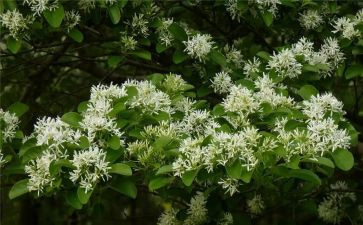 青筒葵花读后感模板8篇
