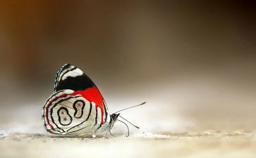 音乐扑蝴蝶教案8篇