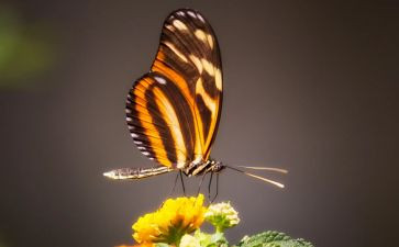 花与蝴蝶音乐教案8篇