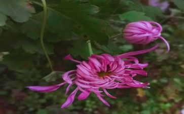 我菊花作文300字作文5篇