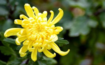 同菊花读后感7篇