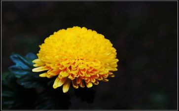 菊花节作文作文参考5篇