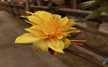 雏菊,作文参考5篇