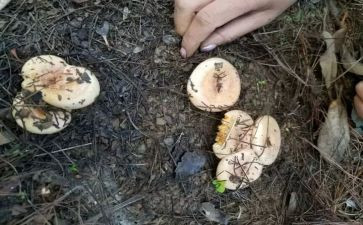 家乡的菌子作文优质5篇